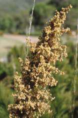 Male flowers